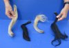 4 piece lot of Wild Boar tails measuring 13 to 17 inches long - You are buying the lot of tails pictured for $5