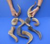 10 piece lot of Ram Horns, Sheep Horns 8 to 12 inches around the curl.  You are buying the sheep horns shown for $60 (These horns have been buffed making the horns appear shiny)