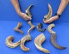 10 piece lot of Ram Horns, Sheep Horns 8 to 12 inches around the curl.  You are buying the sheep horns shown for $60 (These horns have been buffed making the horns appear shiny)