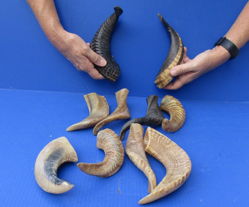 10 piece lot of Ram Horns, Sheep Horns 12 to 15 inches around the curl.