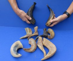 10 piece lot of Ram Horns, Sheep Horns 8 to 12 inches around the curl for $60