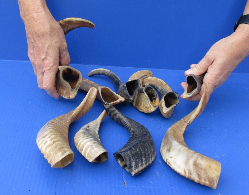 10 piece lot of Ram Horns, Sheep Horns 12 to 15 inches around the curl.