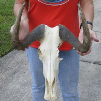 14 inch wide #2 Grade African Black Wildebeest Skull and Horns - You are buying the black wildebeest skull pictured for $65.00 (Damaged skull and rough horn)