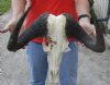 18 inch wide #2 Grade African Black Wildebeest Skull and Horns - You are buying the black wildebeest skull pictured for $65.00 (Damaged skull)