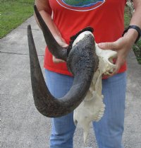 18 inch wide #2 Grade African Black Wildebeest Skull and Horns - You are buying the black wildebeest skull pictured for $65.00 (Damaged skull)
