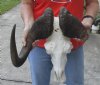 15 inch wide #2 Grade African Black Wildebeest Skull and Horns - You are buying the black wildebeest skull pictured for $50.00 (Damaged skull, broken horn and holes)