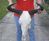 19 inch wide Male Blue Wildebeest Skull and Horns - You are buying the skull shown for $75 (Putty repair nose and missing teeth)