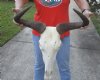 21 inch wide Female Blue Wildebeest Skull and Horns - You are buying the skull shown for $80 (Discoloration spots on skull)