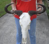 22 inch wide Female Blue Wildebeest Skull and Horns - You are buying the skull shown for $85 (Missing teeth and slight damage to skull)