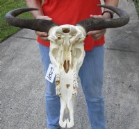 22 inch wide Female Blue Wildebeest Skull and Horns - You are buying the skull shown for $85 (Missing teeth and slight damage to skull)