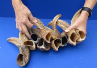 10 piece lot of Ram Horns, Sheep Horns 12 to 15 inches around the curl for $85