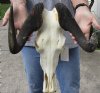 13 inches wide Grade 2 Female African Black Wildebeest Skull with Horns (broken horn) - You are buying this one for $55.00