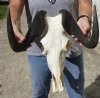 14 inches wide Female African Black Wildebeest Skull with Horns #2 Grade with damage - You are buying this one for $65.00