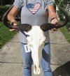 23 inches Grade 2 Female African Blue Wildebeest Skull with Horns (Damage on Side) - You are buying this one for $65.00