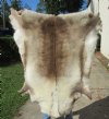 51 inches by 49 inches Finland Reindeer Hide, Skin, farm raised - You are buying this one for $155