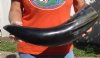 23 inches polished Indian water buffalo horn with wide base opening for sale - You are buying the one pictured for $32 (has dark filled in spot)