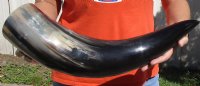 23 inches polished Indian water buffalo horn with wide base opening for sale - You are buying the one pictured for $32 (has dark filled in spot)