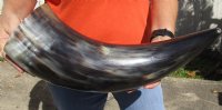 20 inches polished Indian water buffalo horn with wide base opening for sale - $37