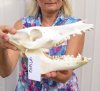 10-1/2 inches wild boar skull, commercial grade - You are buying the skull pictured for $40