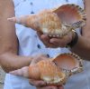 2 piece lot of Blonde Caribbean Triton Trumpet seashells measuring approximately 7" (You are buying the shells pictured) for $34.00/lot