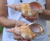 2 piece lot of Caribbean Triton Trumpet seashells measuring approximately 7" (You are buying the shells pictured) for $34.00/lot