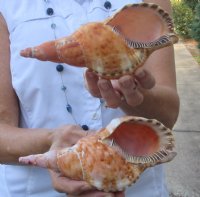 2 piece lot of Blonde Caribbean Triton Trumpet seashells measuring approximately 7" (You are buying the shells pictured) for $34.00/lot