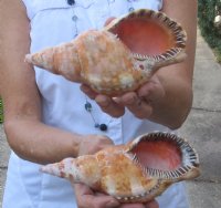 2 piece lot of Blonde Caribbean Triton Trumpet seashells measuring approximately 6" (You are buying the shells pictured) for $24.00/lot