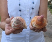 2 piece lot of Blonde Caribbean Triton Trumpet seashells measuring approximately 6" (You are buying the shells pictured) for $24.00/lot