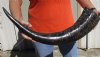 28 inch Semi polished buffalo horn - You are buying the horn pictured for $35