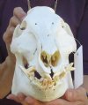 11-1/2 inch wild boar skull, commercial grade - You are buying the skull pictured for $50