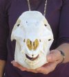 10-1/2 inch wild boar skull, commercial grade - You are buying the skull pictured for $40