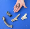 6 piece lot of fossil antler pieces measuring approximately 1-1/2 to 6 inches in size.  You are buying the assorted fossil antlers pictured for $40
