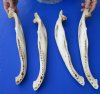 4 piece Florida alligator jaw bones 17 to 18 inches - You are buying the gator bottom jaws shown for $30 (No teeth)