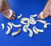 22 piece lot of 2 to 3-1/2 inch Warthog Tusks, Ivory for Carving (You are buying the tusks shown) for $45/lot (some minor damage)