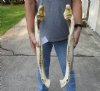 Florida alligator bottom jaw - You are buying the gator bottom jaw shown for $20 (No teeth)