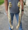 Florida alligator bottom jaw - You are buying the gator bottom jaw shown for $20 (No teeth)
