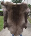 Grade A Reindeer pelt/hide/skin with legs, 52 inches long by 48 inches wide - You will receive the one pictured for $150