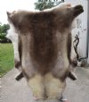 54 inches by 47 inches Finland Reindeer Hide, Skin, farm raised - You are buying this one for $155