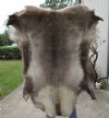 49 inches by 46 inches Finland Reindeer Hide, Skin, farm raised - You are buying this one for $155