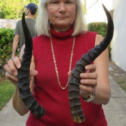 2 African Impala Horns, Impala Antlers Animal Horns (not a pair) 20-1/4 and 18 inches for $30 