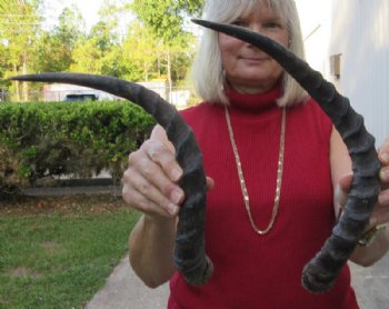 2 African Impala Horns, Impala Antlers Animal Horns (not a pair) 17 and 18-1/2 inches for $30  