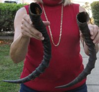 2 African Impala Horns, Impala Antlers Animal Horns (not a pair) 19-1/2 and 20-3/4 inches (You are buying the two pictured) for  $30 