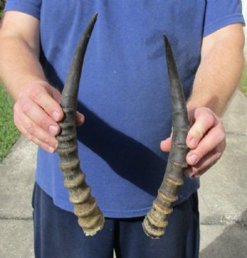 2 piece lot of male Blesbok horns, 11-3/4 and 13 inches for $24/lot