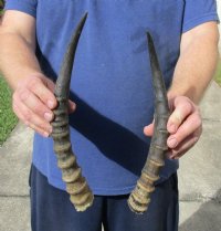 2 piece lot of male Blesbok horns, 11-3/4 and 13 inches. You are buying the 2 horns shown for $24/lot