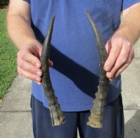 2 piece lot of male Blesbok horns, 11-3/4 and 13 inches. You are buying the 2 horns shown for $24/lot