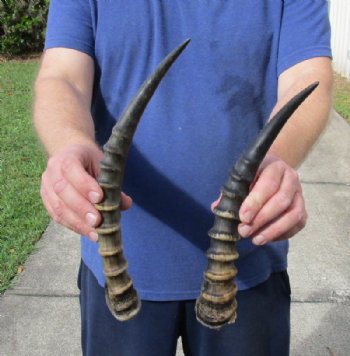 2 piece lot of male Blesbok horns, 12 and 13 inches for $24/lot