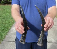 2 piece lot of male Blesbok horns, 12 and 13 inches. You are buying the 2 horns shown for $24/lot