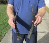 2 piece lot of male Blesbok horns, 13 and 14 inches for $24/lot