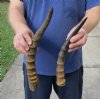 2 piece lot of male Blesbok horns, 13 and 14 inches. You are buying the 2 horns shown for $24/lot (rough horn tip)