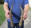2 piece lot of male Blesbok horns, 12 - 13-1/4 inches. You are buying the 2 horns shown for $24/lot